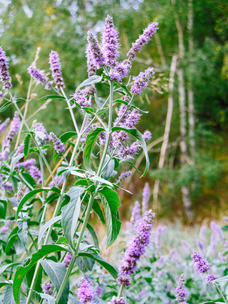 Image of Mentha asiatica specimen.