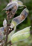 Lupinus × regalis. Вызревающие плоды. Германия, г. Дюссельдорф, Ботанический сад университета. 05.09.2014.