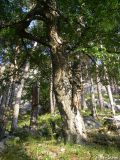 Betula pendula. Старое дерево (\"Многовековой реликт ледниковых эпох\"). Крымский природный заповедник, северо-восточный склон Бабуган-Яйлы. 18.07.2009.