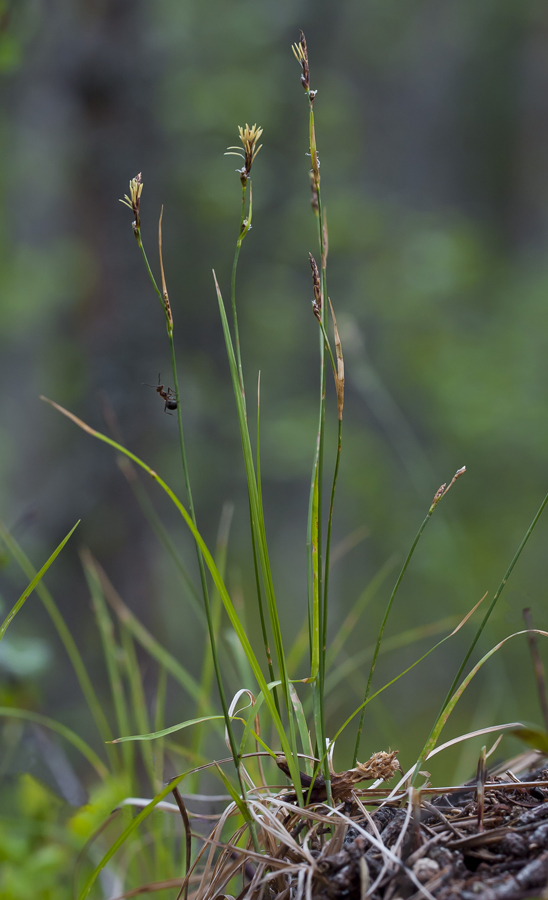 Image of Carex globularis specimen.