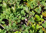 Vaccinium uliginosum. Верхушка цветущего растения. Соловецкие острова, остров Большой Соловецкий. 07.07.2014.