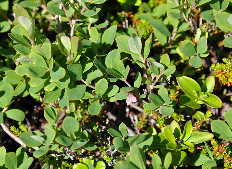 Image of Vaccinium uliginosum specimen.