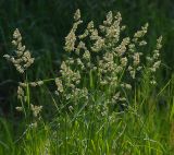 Dactylis glomerata. Верхушки побегов с соцветиями. Московская обл., Раменский р-н, окр. ж.-д. платформы Хрипань, просека под ЛЭП. 01.06.2014.