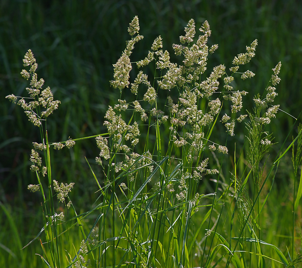 Image of Dactylis glomerata specimen.