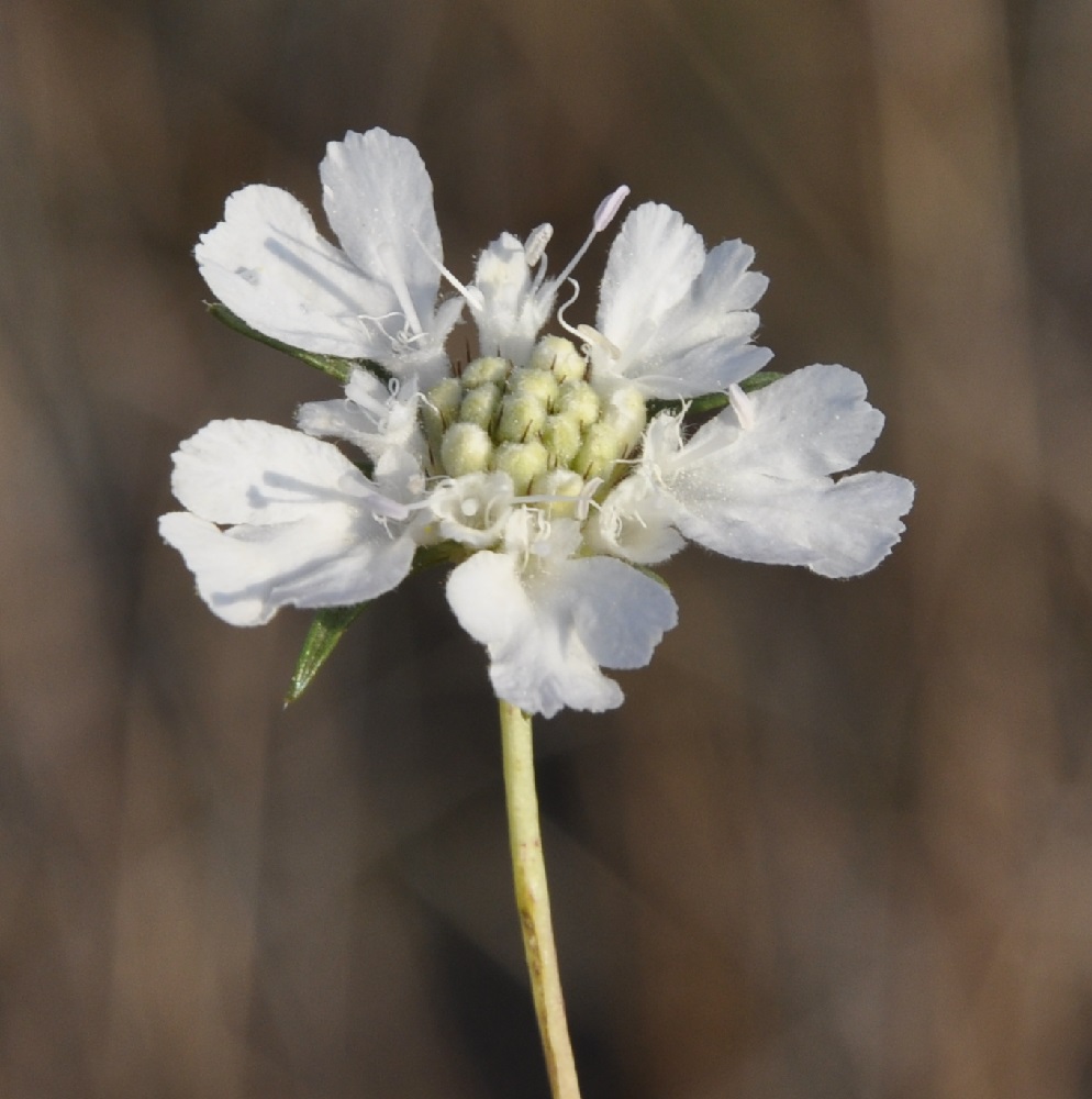 Image of Lomelosia argentea specimen.