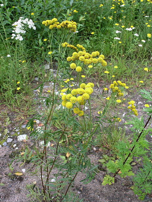 Image of Tanacetum vulgare specimen.