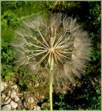 Tragopogon подвид major
