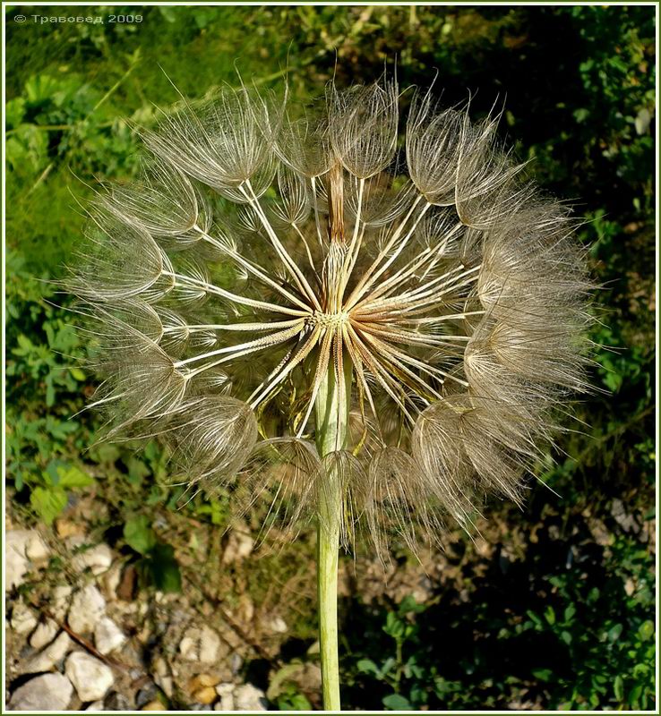 Изображение особи Tragopogon dubius ssp. major.