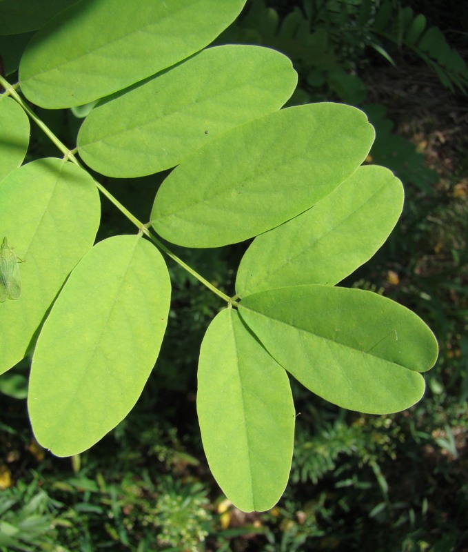 Изображение особи Robinia pseudoacacia.