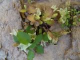 Campanula pendula