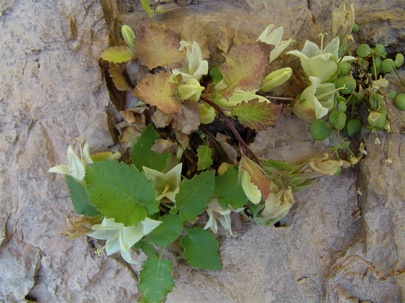 Изображение особи Campanula pendula.