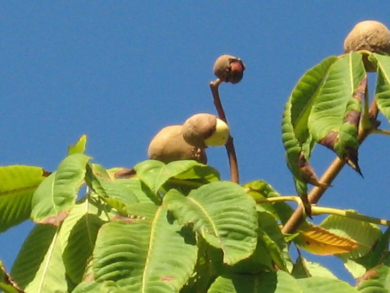 Изображение особи род Aesculus.