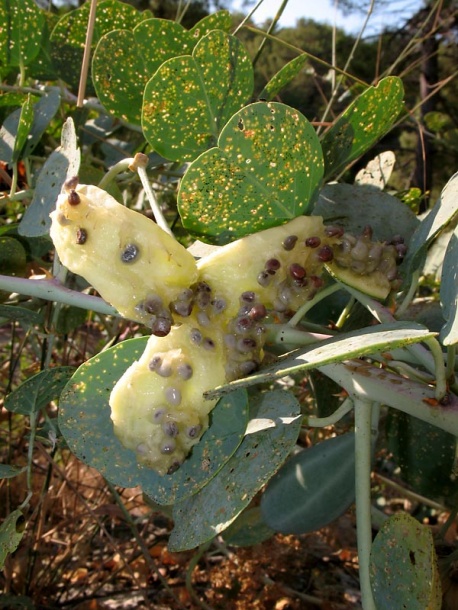 Image of Capparis orientalis specimen.