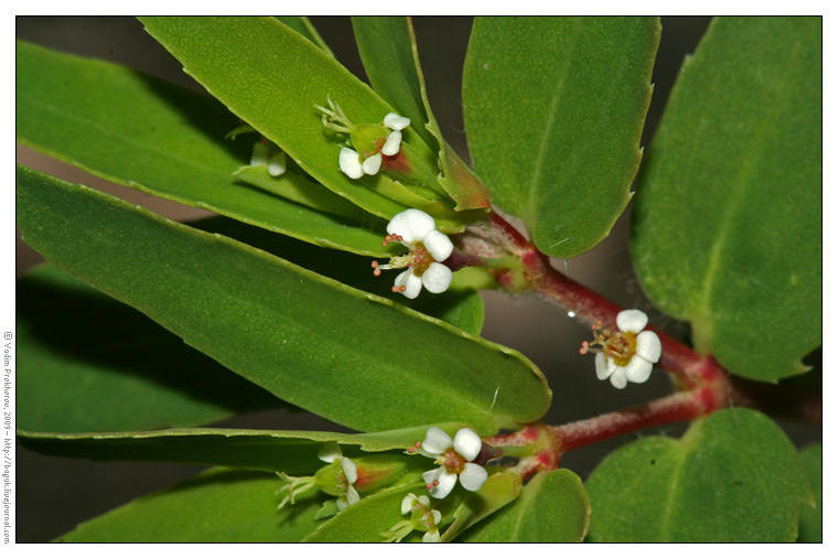 Image of Euphorbia nutans specimen.