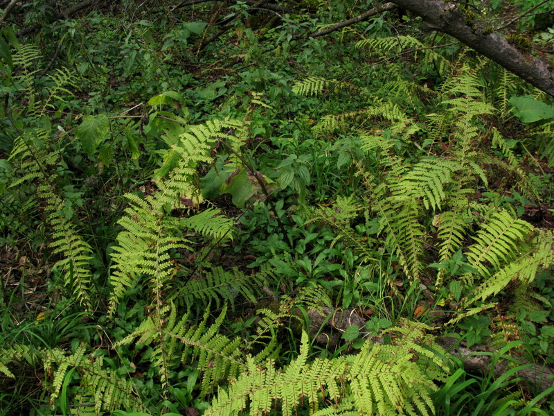 Image of Myosotis butorinae specimen.