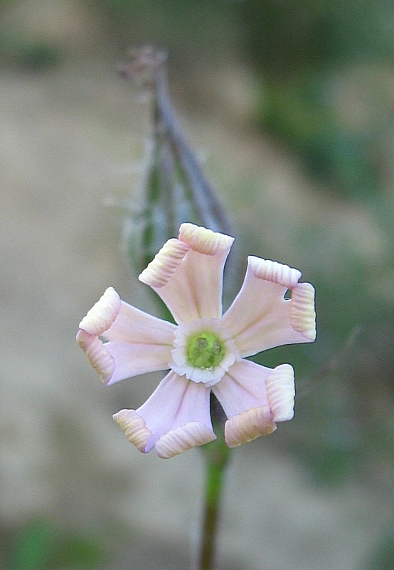 Image of Silene noctiflora specimen.