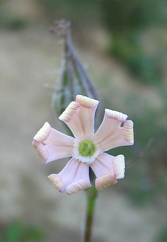 Изображение особи Silene noctiflora.