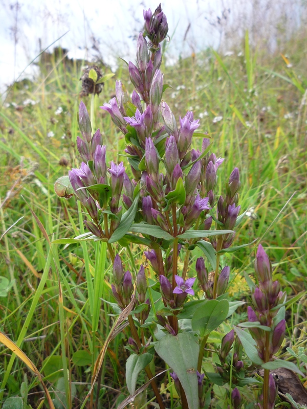 Image of Gentianella amarella specimen.