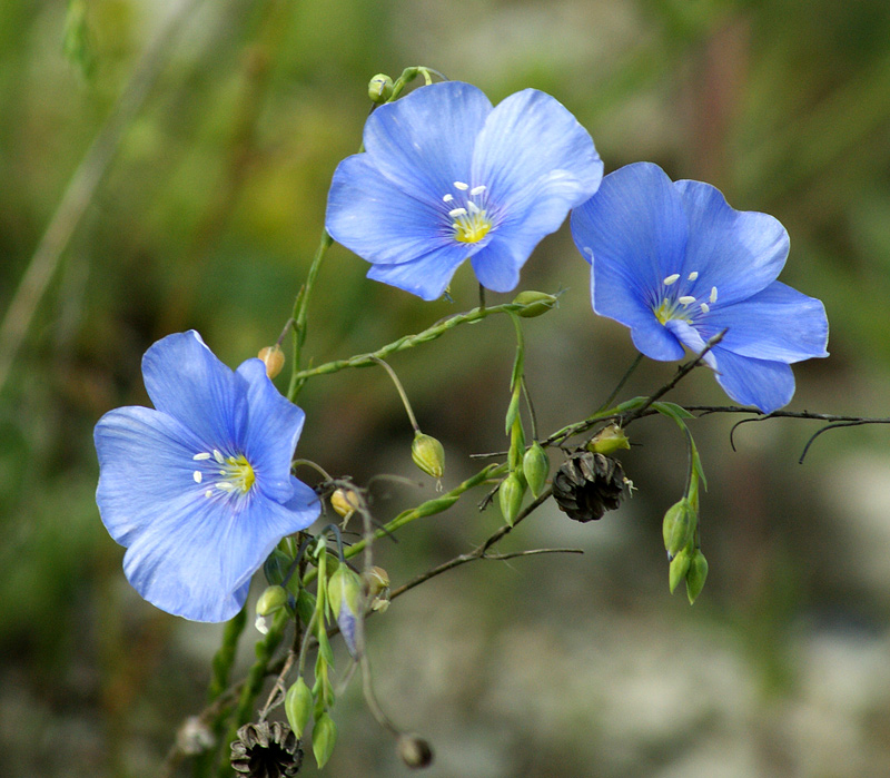 Изображение особи Linum austriacum.