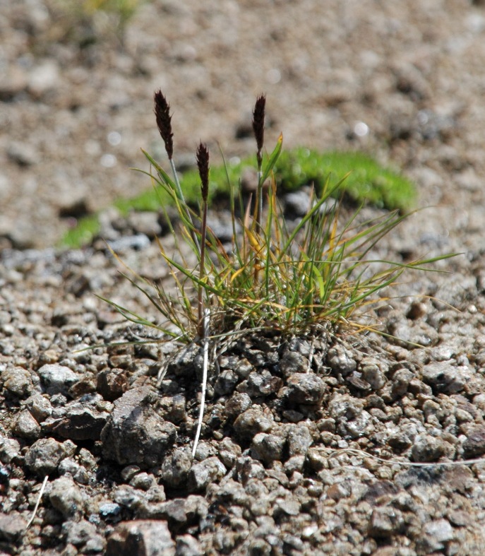 Изображение особи Trisetum spicatum.