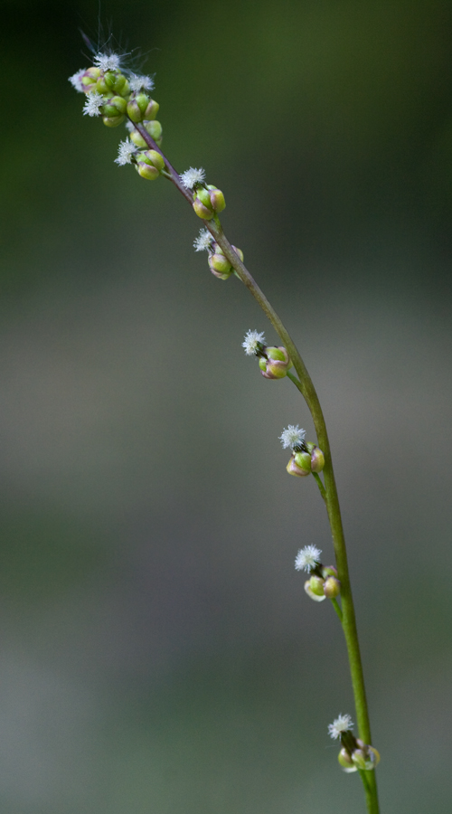 Image of Triglochin palustris specimen.