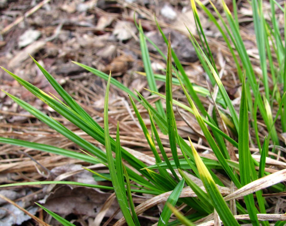 Image of Carex pallescens specimen.
