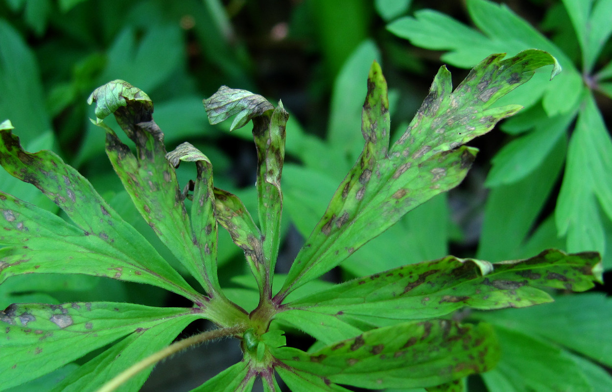 Image of Anemone ranunculoides specimen.