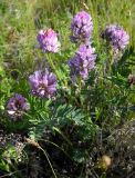 Astragalus rytyensis