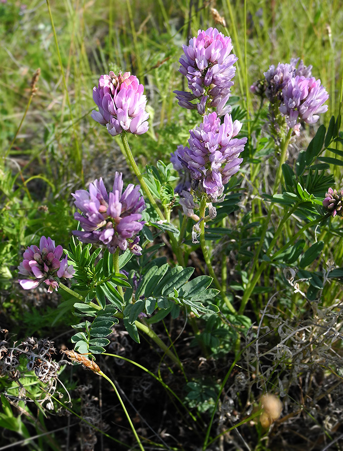 Image of Astragalus rytyensis specimen.