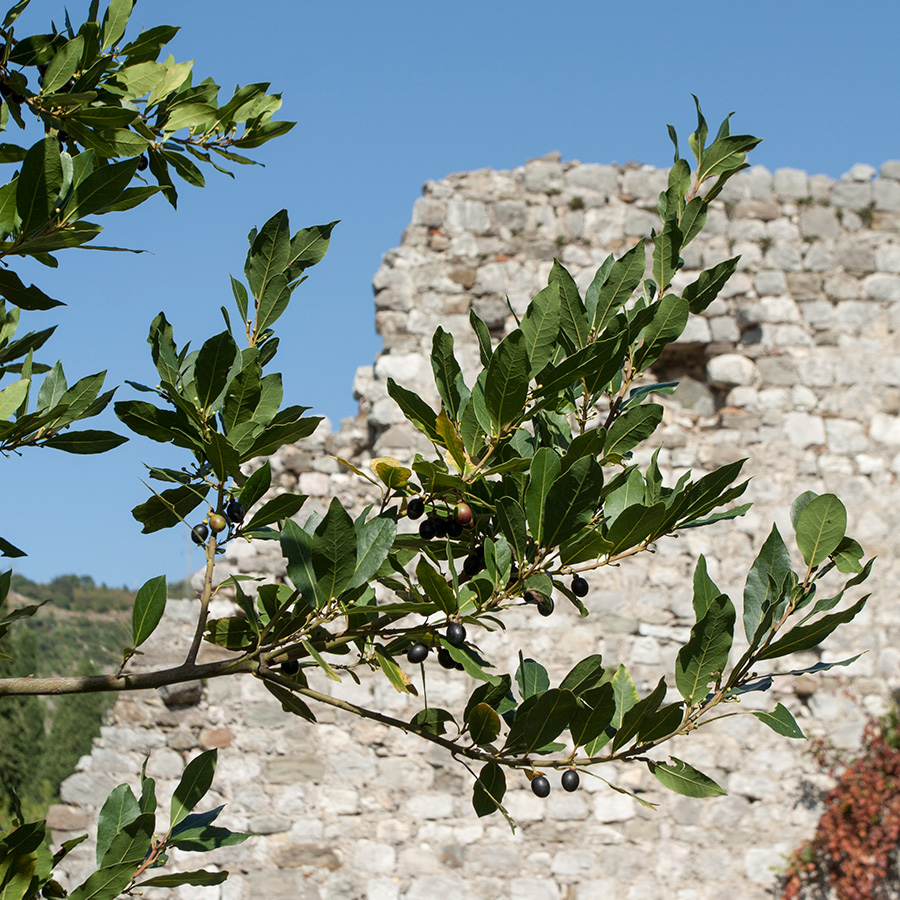 Изображение особи Laurus nobilis.