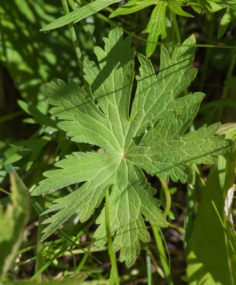 Изображение особи Geranium sylvaticum.