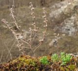 Sedum hispanicum. Высохшее отплодоносившее растение и молодые побеги среди моховых подушек. Краснодарский край, м/о г. Новороссийск, гора Рябкова, скальное обнажение. 15.03.2015.