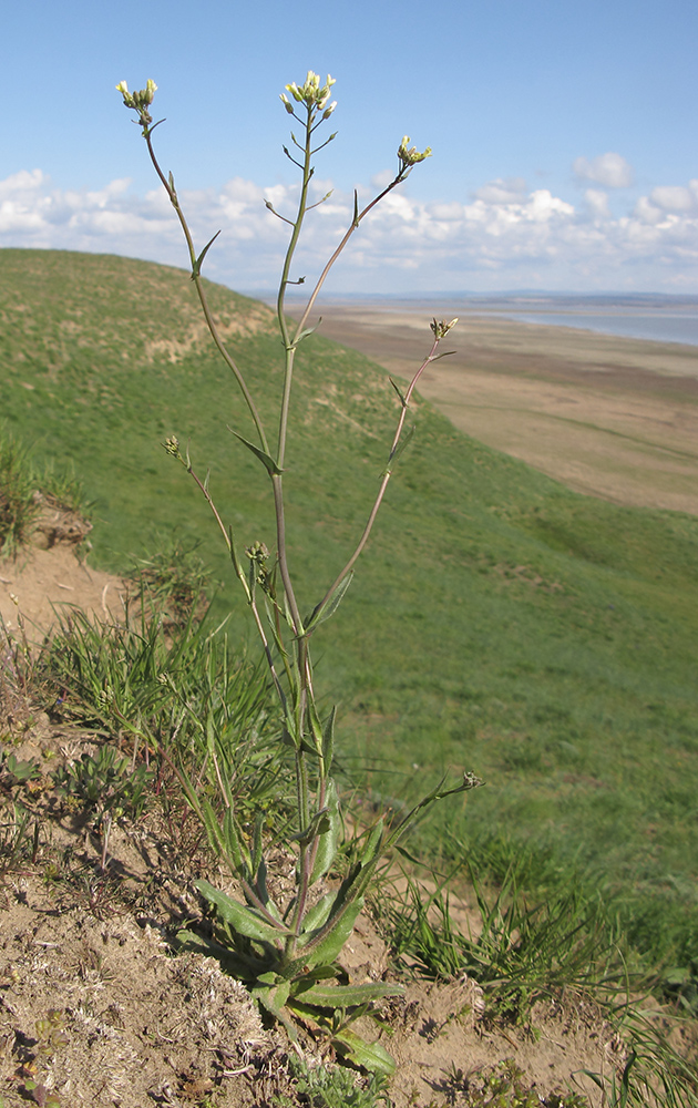 Изображение особи Camelina pilosa.