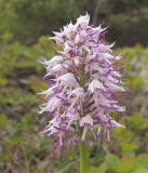 Orchis simia. Соцветие. Краснодарский край, м/о Анапа, окр. пос. Бол. Утриш, можжевеловое редколесье. 12.04.2015.