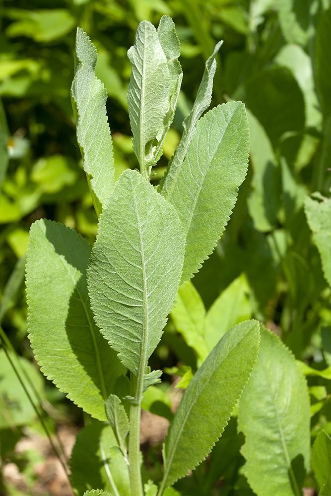 Изображение особи Pyrethrum balsamita.