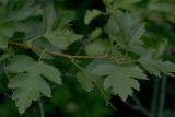 Crataegus ambigua
