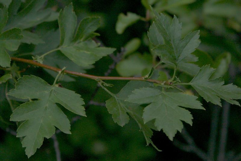 Изображение особи Crataegus ambigua.