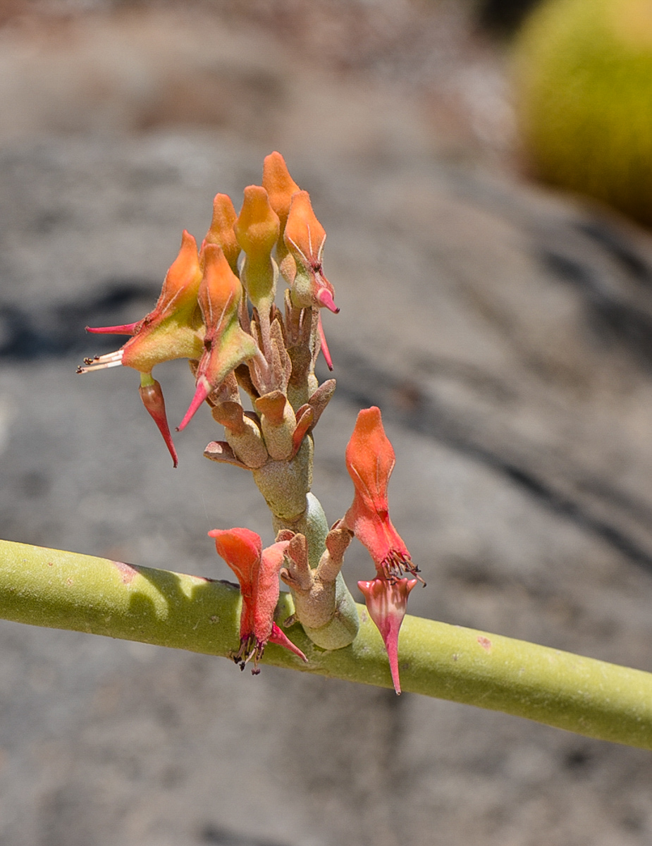 Image of Euphorbia lomelii specimen.