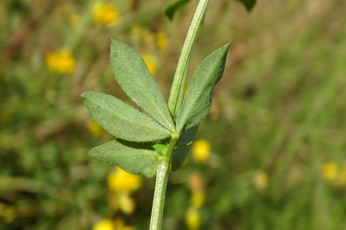 Image of Lotus ambiguus specimen.