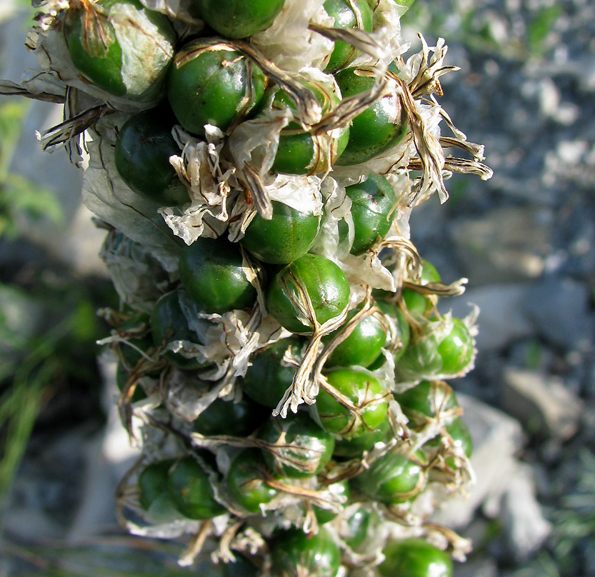 Image of Asphodeline taurica specimen.