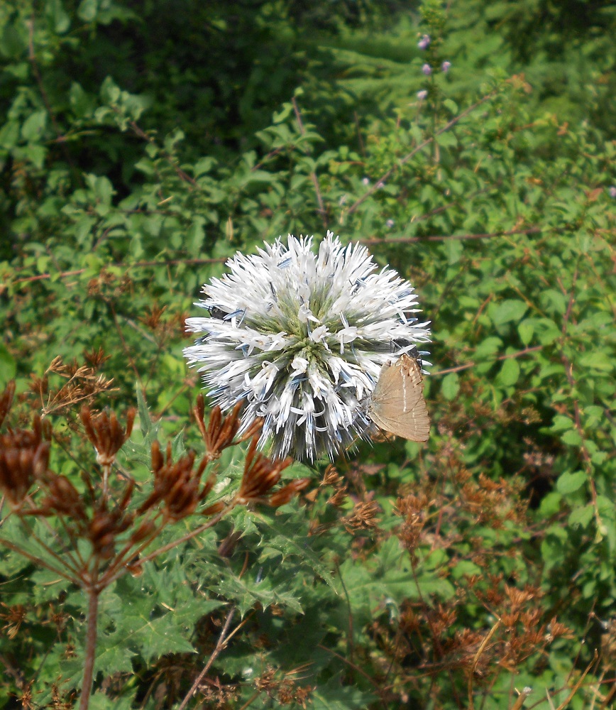 Изображение особи Echinops exaltatus.