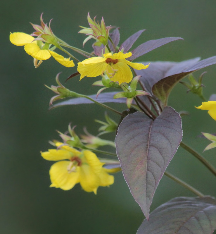 Изображение особи Lysimachia ciliata.