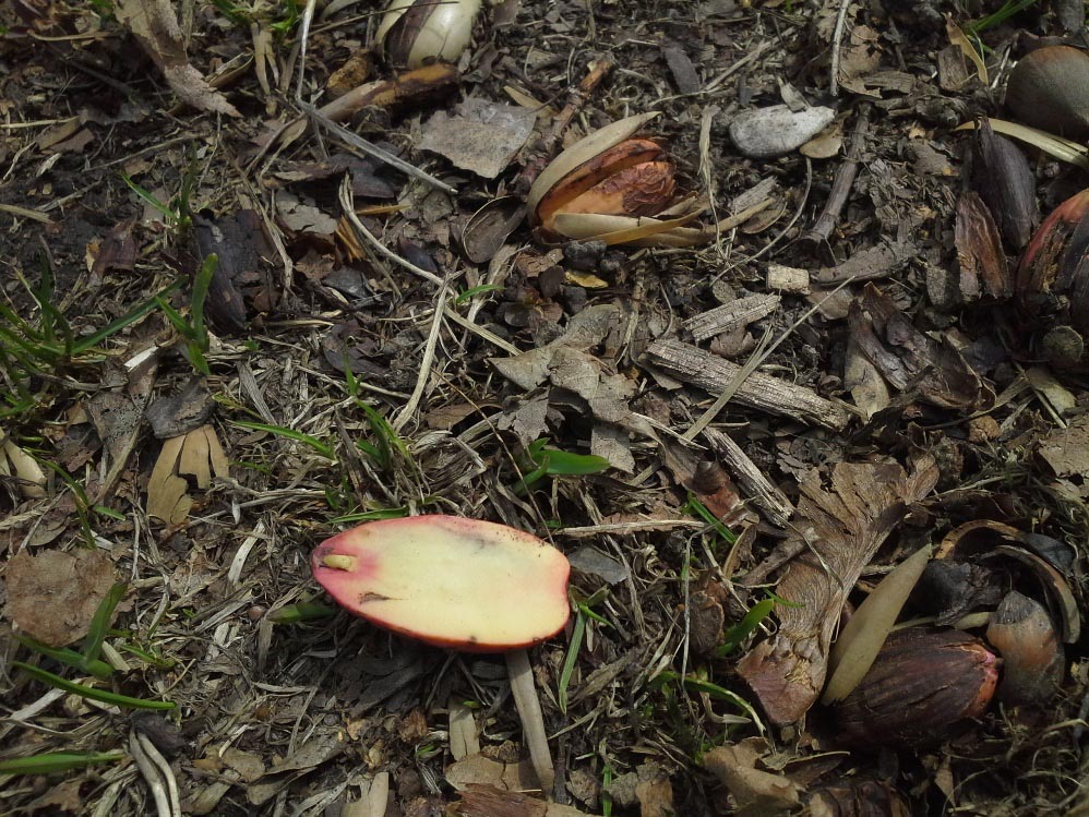 Image of Quercus robur specimen.