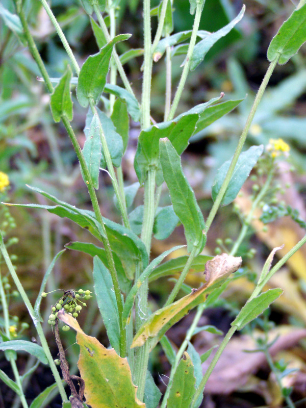 Изображение особи Neslia paniculata.