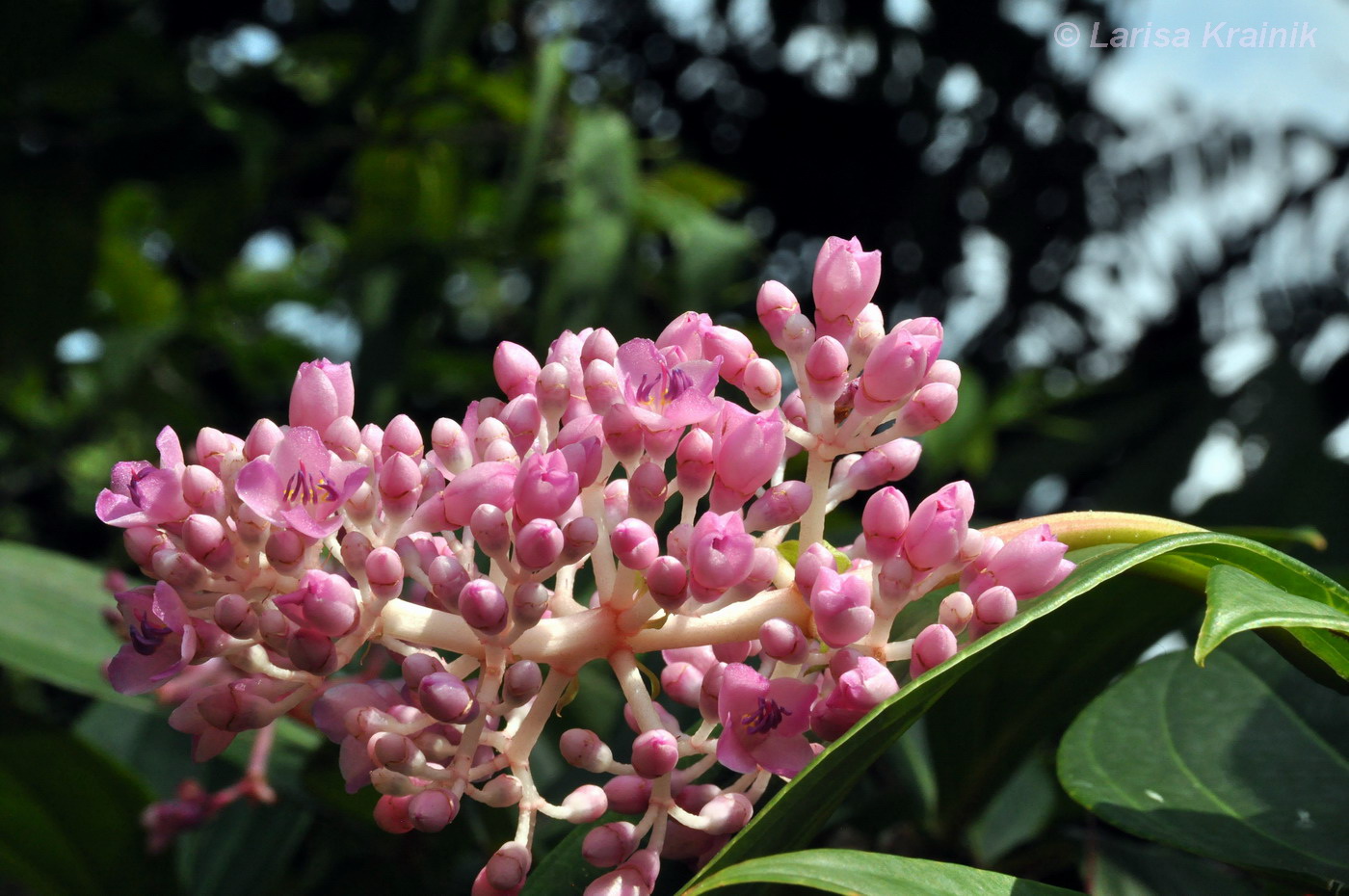 Изображение особи Medinilla cummingii.