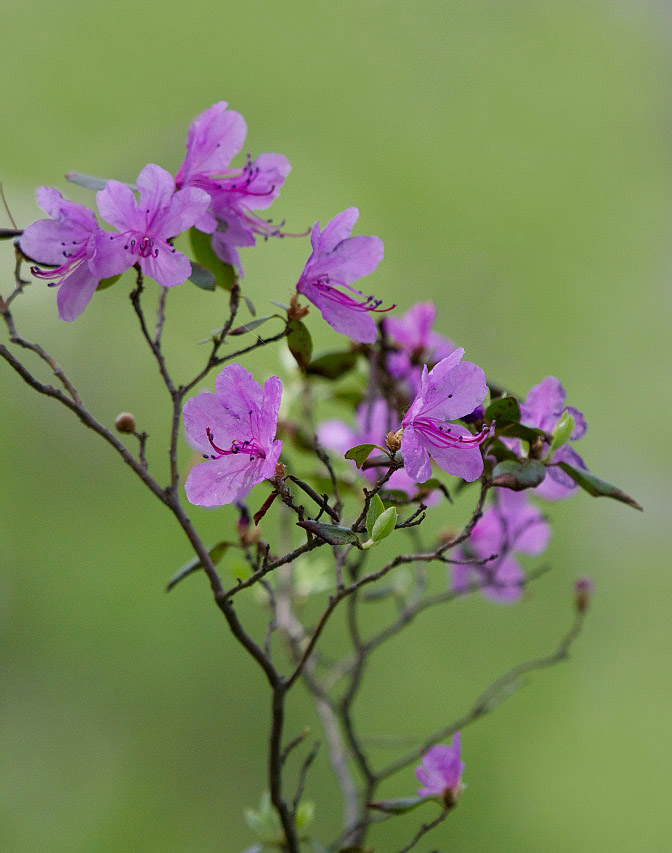 Image of Rhododendron ledebourii specimen.