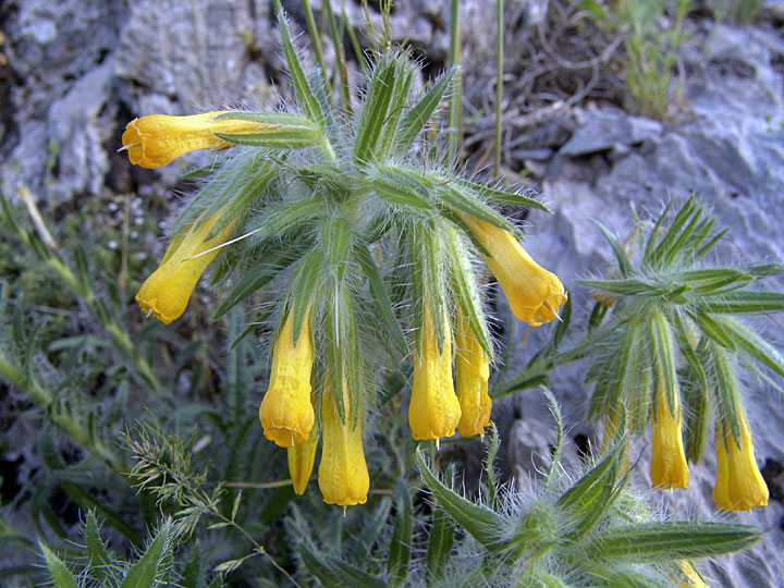 Изображение особи Onosma irritans.