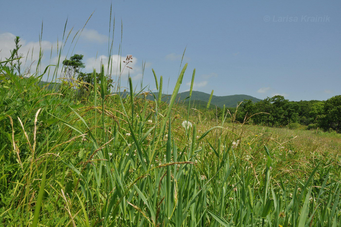 Изображение особи Phleum pratense.