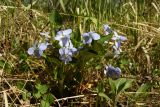 Viola riviniana