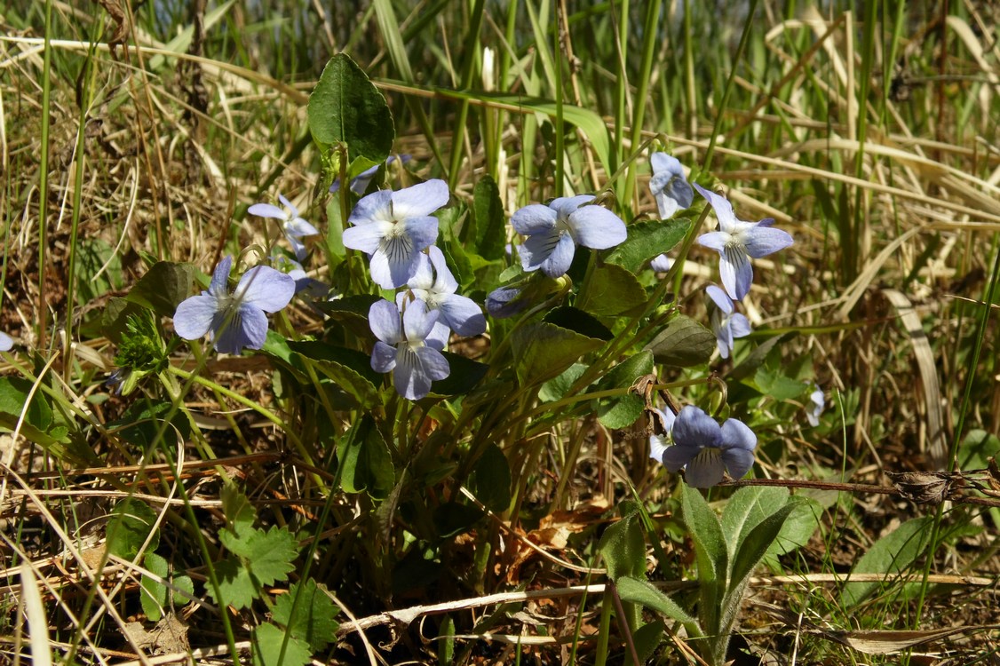 Изображение особи Viola riviniana.